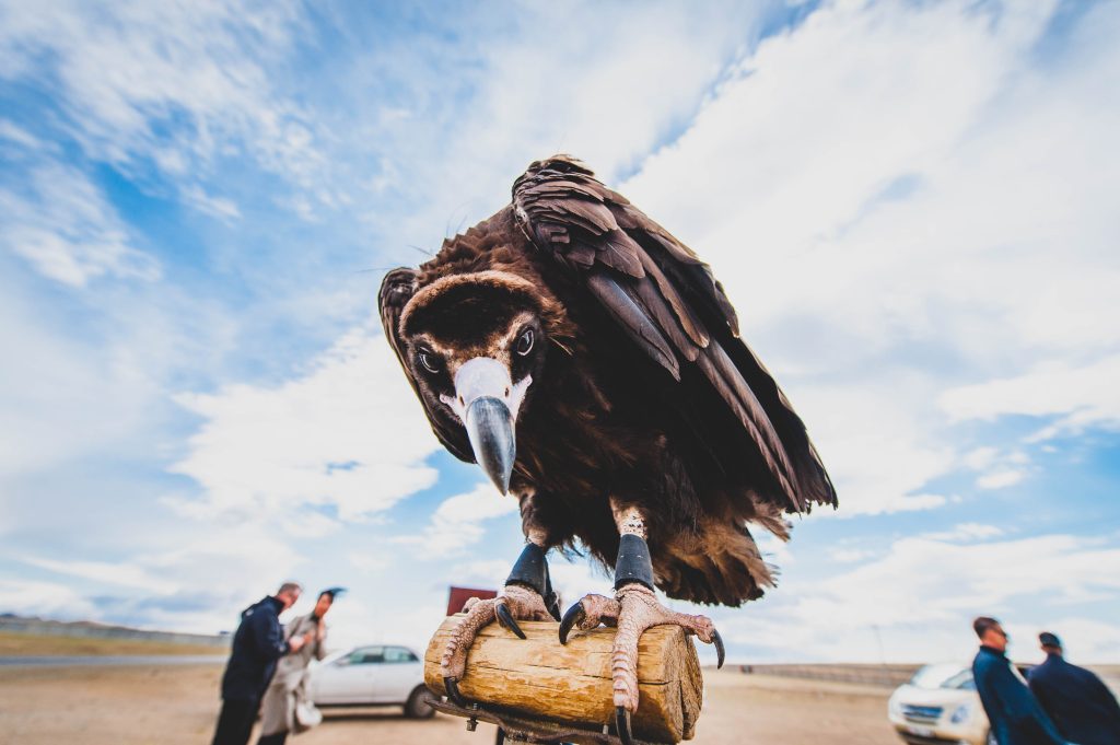 golden eagle festival