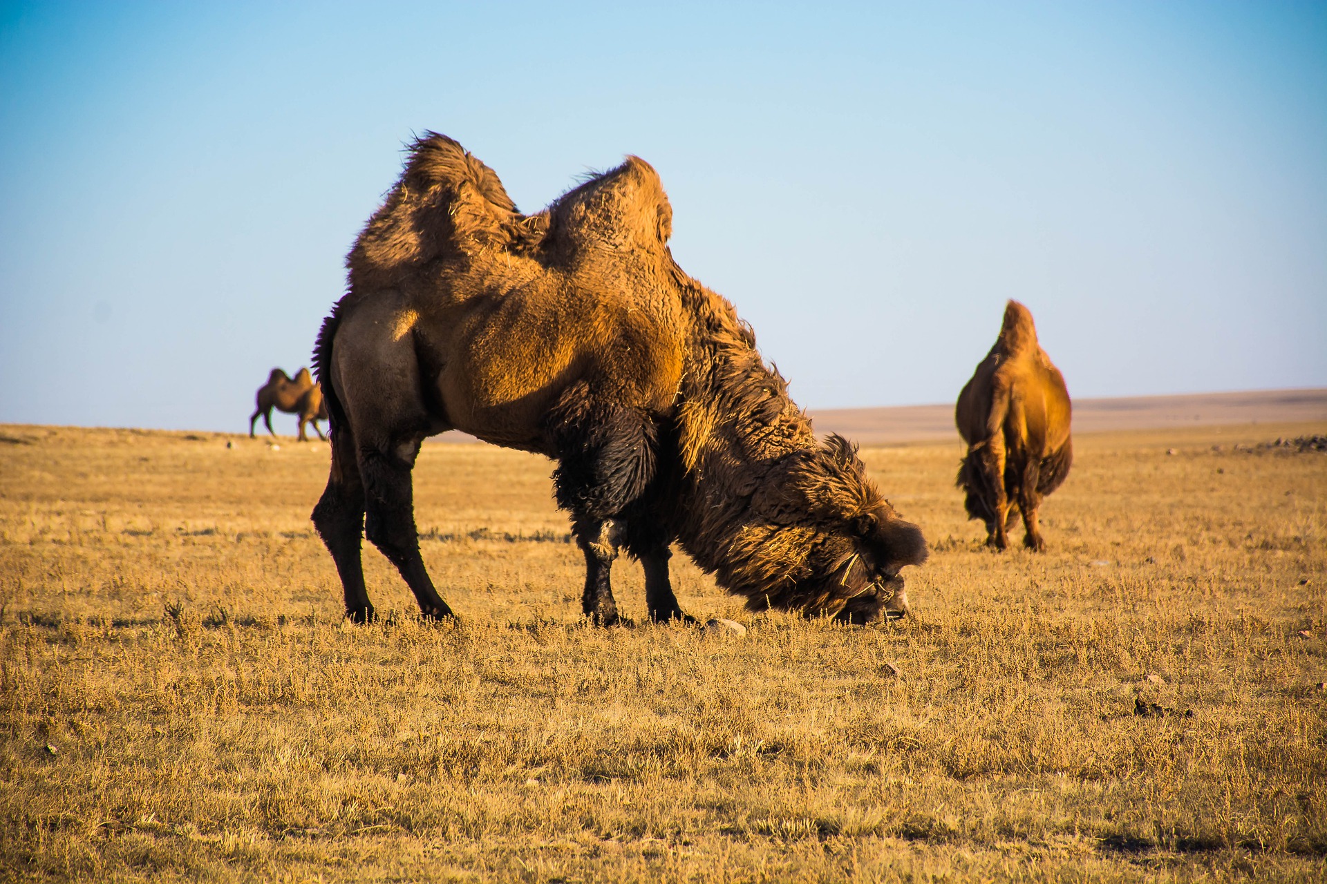 Camel in Gobi Desert