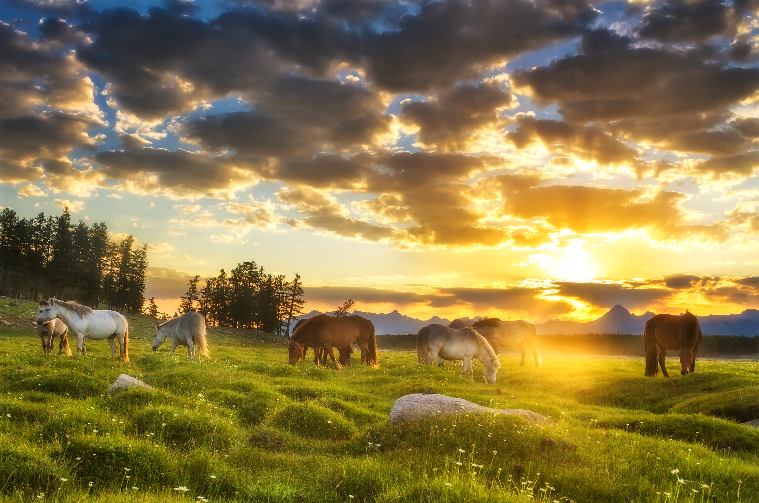 horses in Mongolian steppe