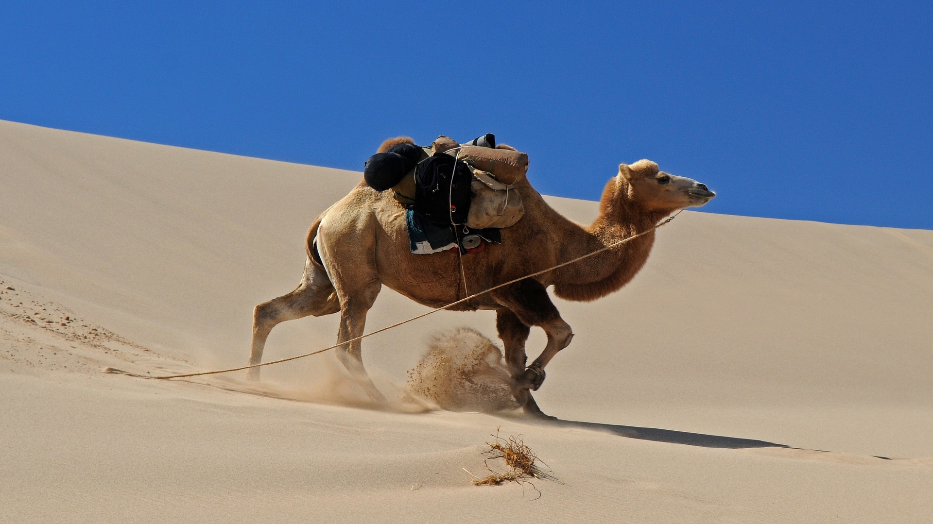 khongor-sand-dune-camel