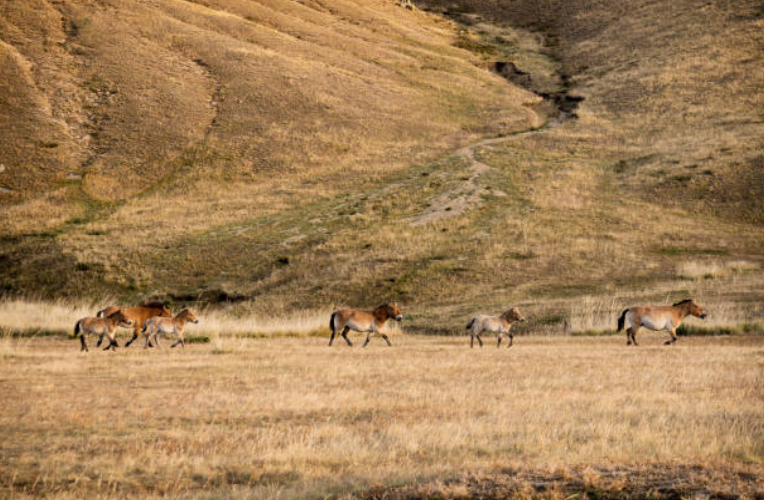 wild horses in Khustai national park
