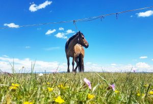 central mongolia, horse and grass